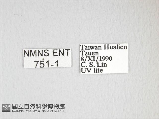 雙黑目天蠶蛾藏品圖，第3張