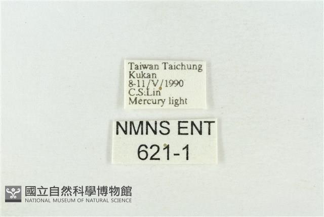 圍異波紋蛾藏品圖，第3張