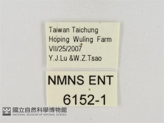 小紋颯弄蝶藏品圖，第3張