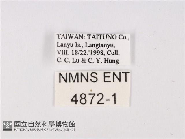 曲波紋灰蝶藏品圖，第3張