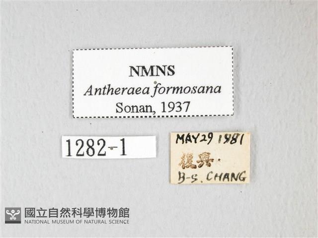紅目天蠶蛾藏品圖，第3張