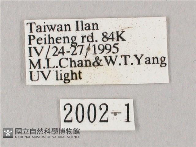 白點天蛾 藏品圖，第3張