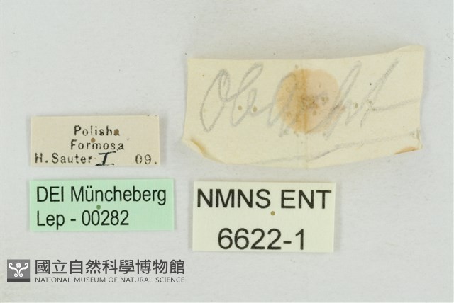 帝王斑蝶藏品圖，第3張