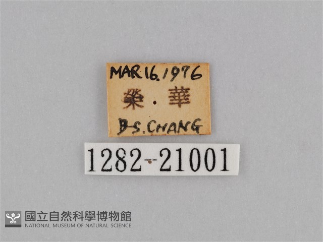 紫帶眉眼蝶藏品圖，第3張