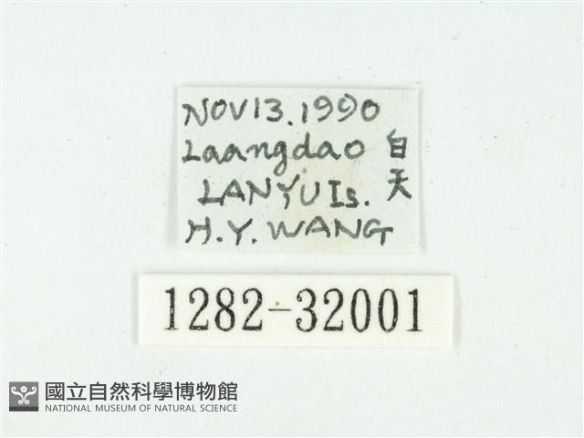 叉紋閃舞蛾藏品圖，第3張