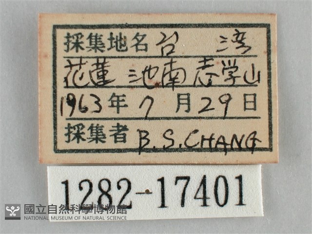 纖粉蝶藏品圖，第3張