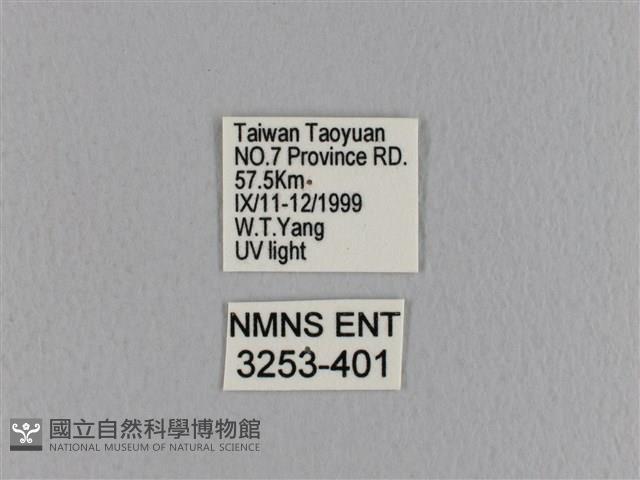 大褐斑枯葉蛾藏品圖，第3張