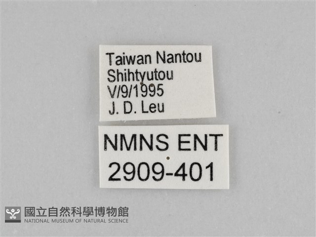 切翅眉眼蝶藏品圖，第3張