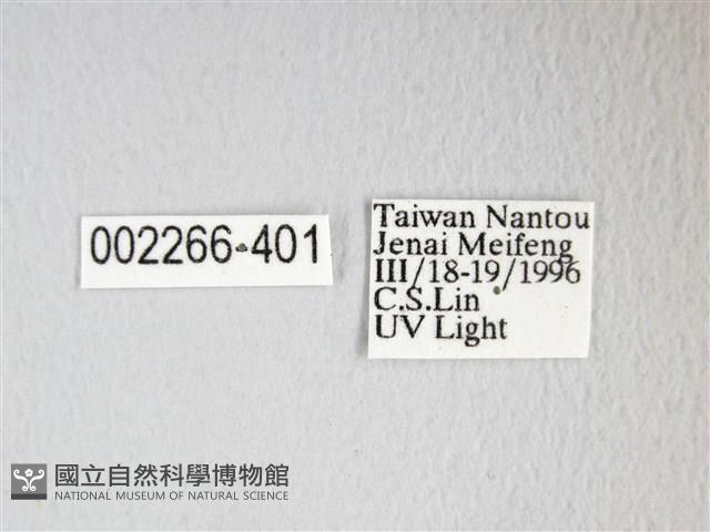 圓翅大鉤蛾藏品圖，第3張