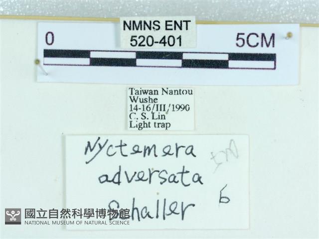 粉蝶燈蛾藏品圖，第3張