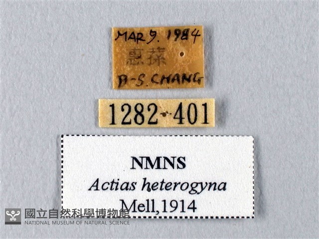 臺灣長尾水青蛾藏品圖，第3張