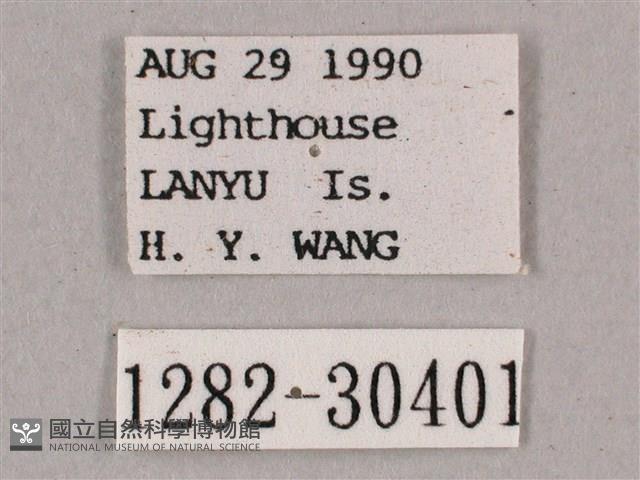 背帶斜紋天蛾藏品圖，第3張