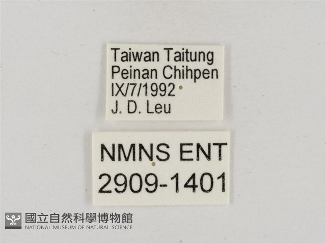 淡褐脈粉蝶藏品圖，第3張