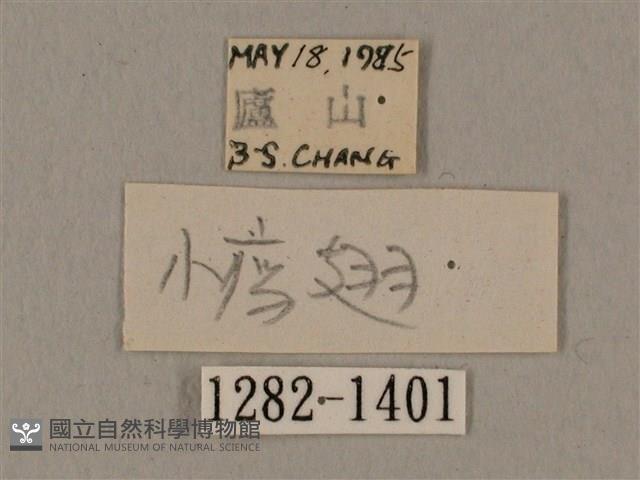 廣東鷹翅天蛾藏品圖，第3張