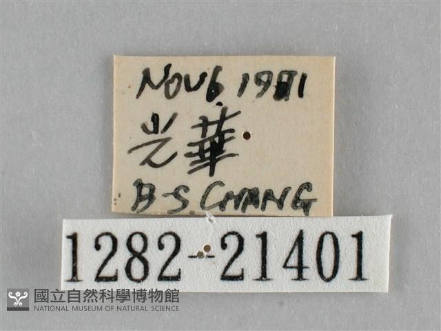 黃紋孔弄蝶藏品圖，第3張