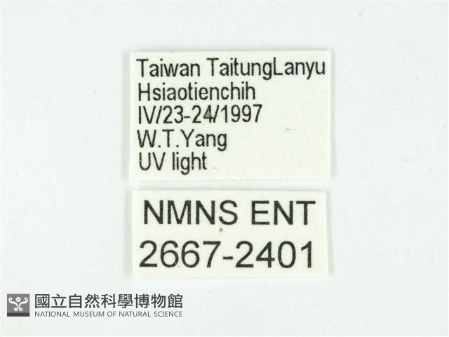 叉紋閃舞蛾藏品圖，第3張