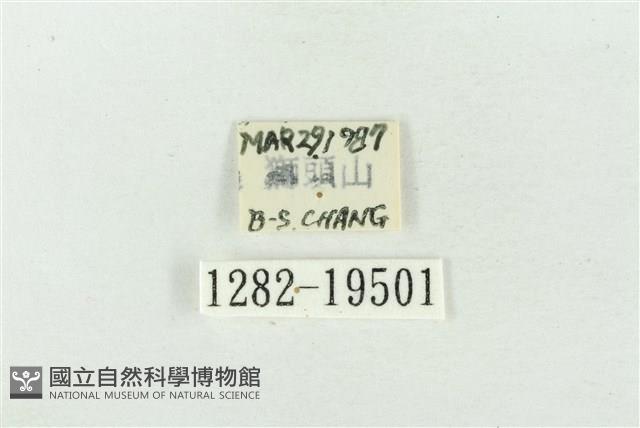 臺洒波紋蛾藏品圖，第3張