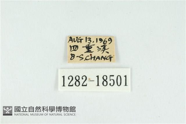 折列藍灰蝶沖繩亞種藏品圖，第3張
