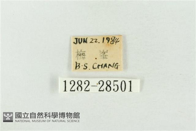 連珠波紋蛾藏品圖，第3張