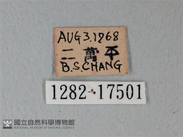 流星絹粉蝶藏品圖，第3張