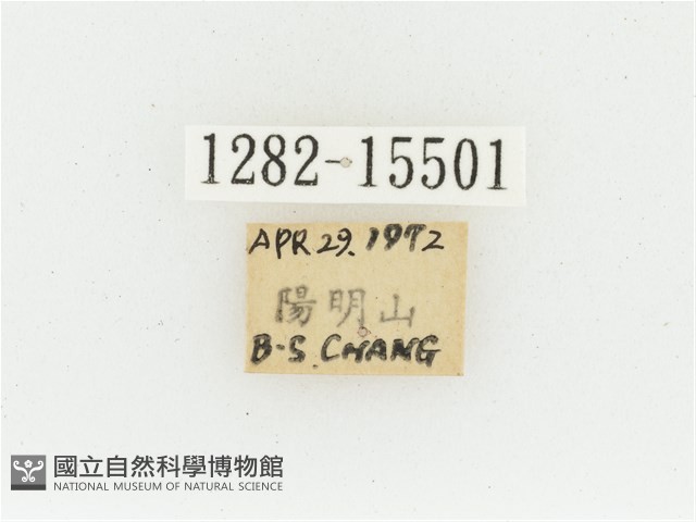 黃肩長腳花金龜藏品圖，第2張