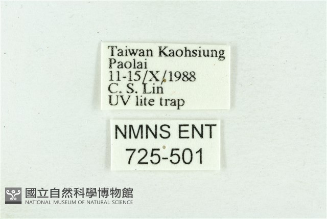 菊池污燈蛾藏品圖，第3張