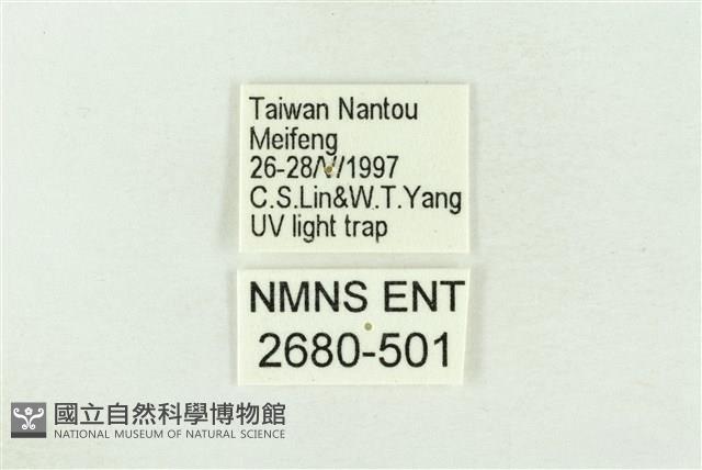 棍棒污燈蛾藏品圖，第3張