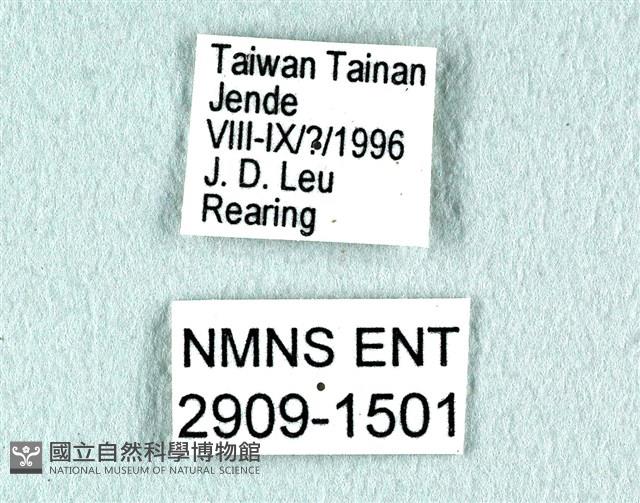 花鳳蝶、無尾鳳蝶藏品圖，第3張