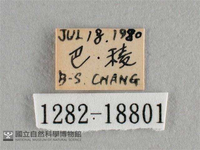 波灰蝶藏品圖，第3張