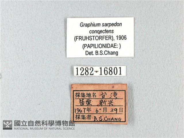 青帶鳳蝶藏品圖，第3張