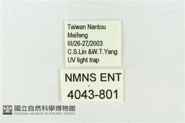 素木氏美波紋蛾藏品圖，第3張