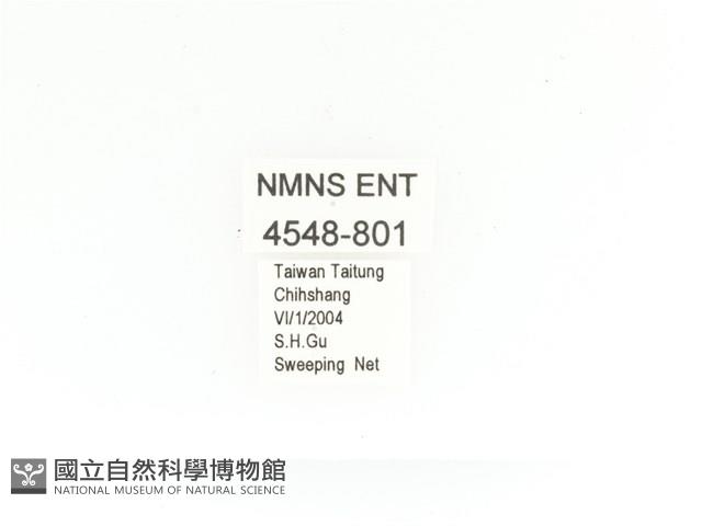 金艷騷金龜藏品圖，第2張