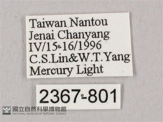 桃紅六點天蛾藏品圖，第3張