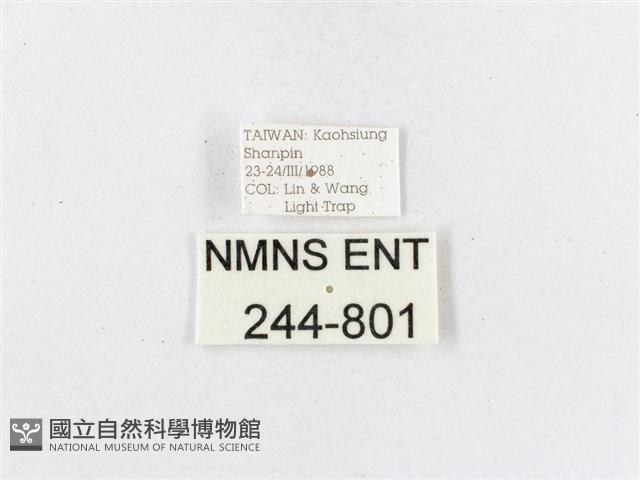 蓬萊茶斑蛾藏品圖，第3張