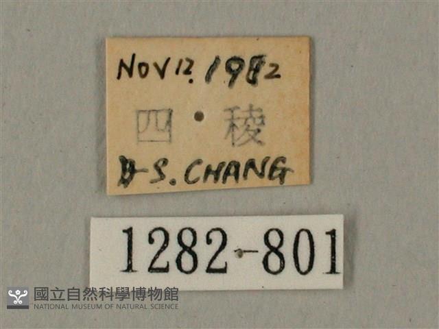 棕綠背線天蛾藏品圖，第3張