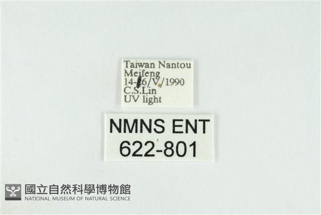 寬紋黃毒蛾藏品圖，第3張