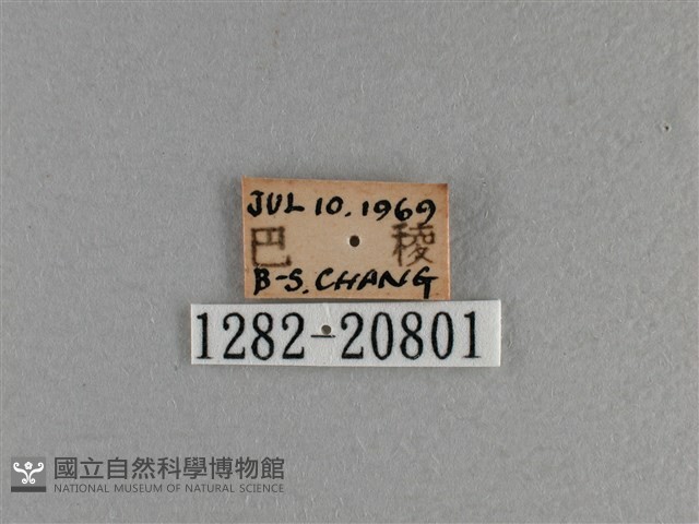 曲紋黛眼蝶藏品圖，第3張