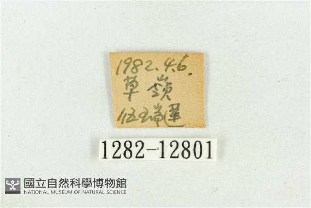 臺灣斑蕊夜蛾藏品圖，第3張