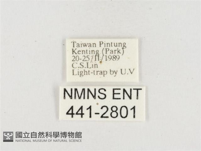 小白紋毒蛾藏品圖，第3張