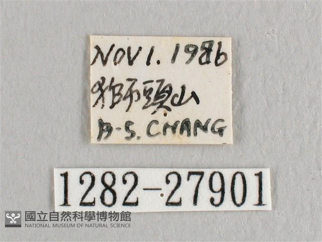 彎黑黃鉤蛾藏品圖，第3張