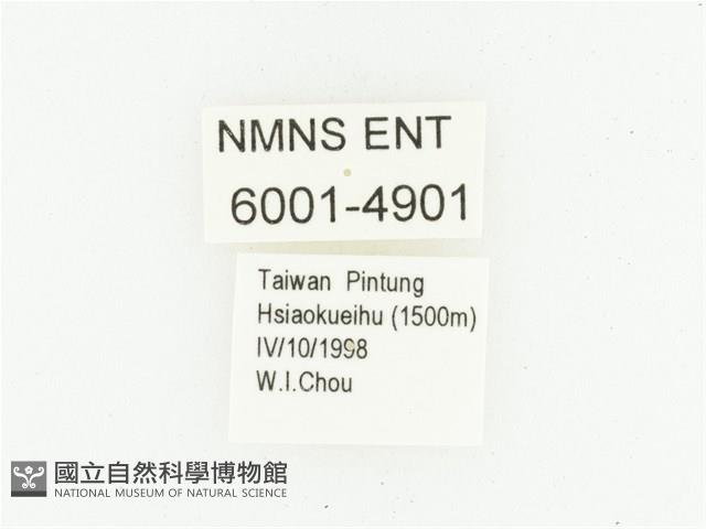 艷邊花金龜藏品圖，第2張