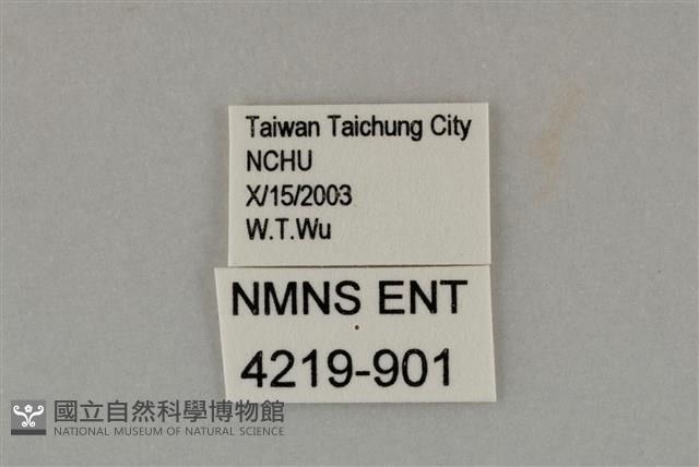 藍灰蝶沖繩亞種藏品圖，第3張