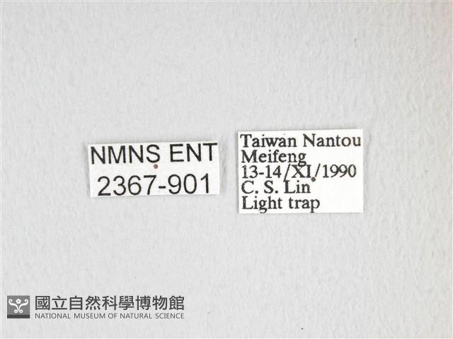 大綠目天蠶蛾藏品圖，第3張