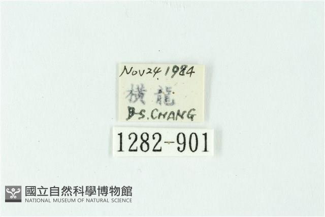 三色豔苔蛾藏品圖，第3張