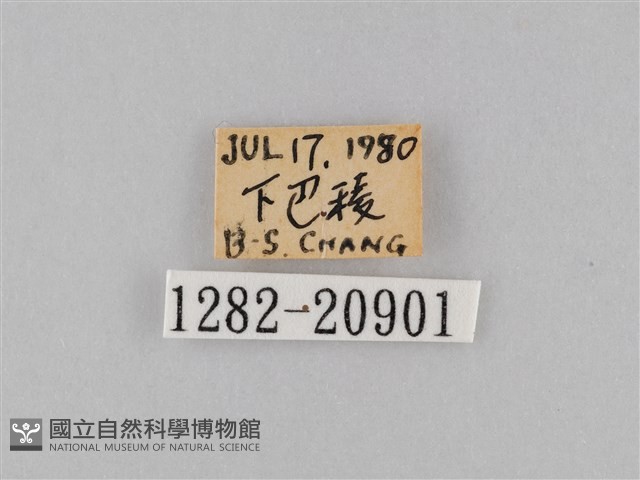 小波眼蝶藏品圖，第3張
