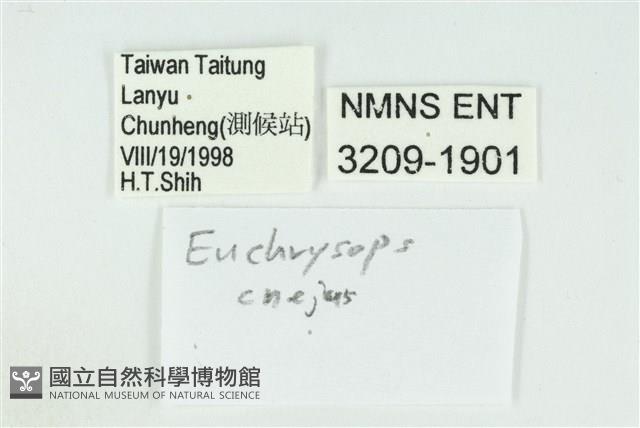 奇波灰蝶藏品圖，第3張