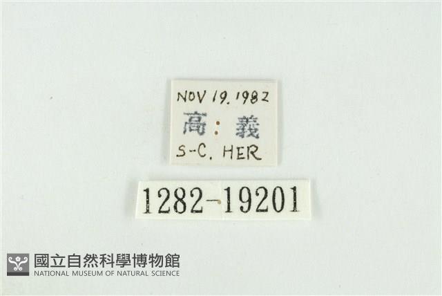 黑翅黃毒蛾藏品圖，第3張