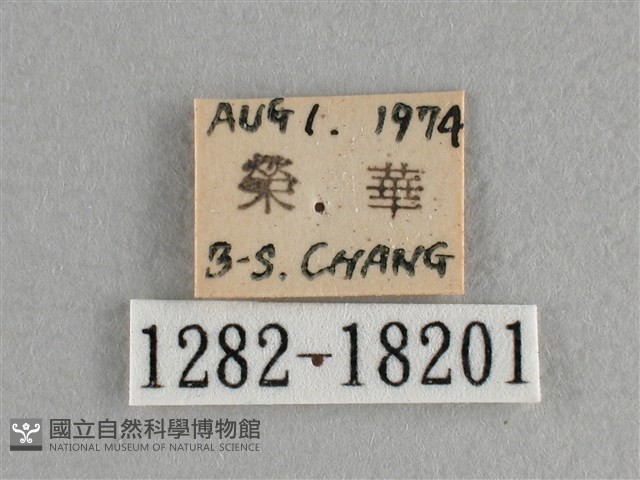 異色尖粉蝶藏品圖，第3張