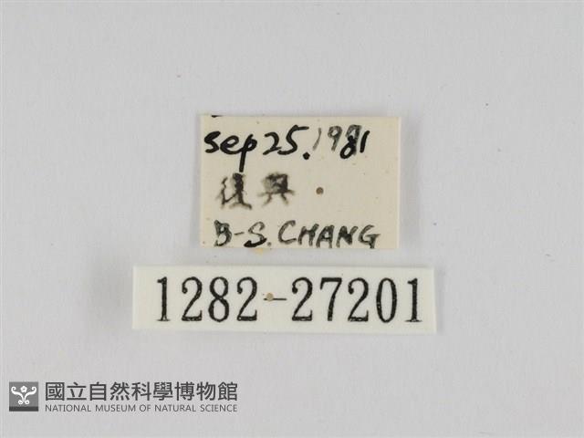 線紋篩蛾藏品圖，第3張