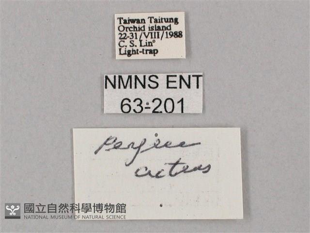 斜綠天蛾藏品圖，第3張